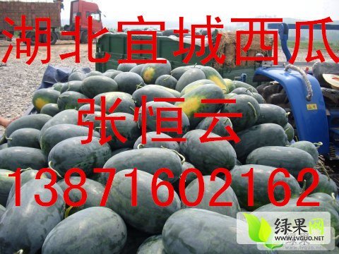 黑美人价格