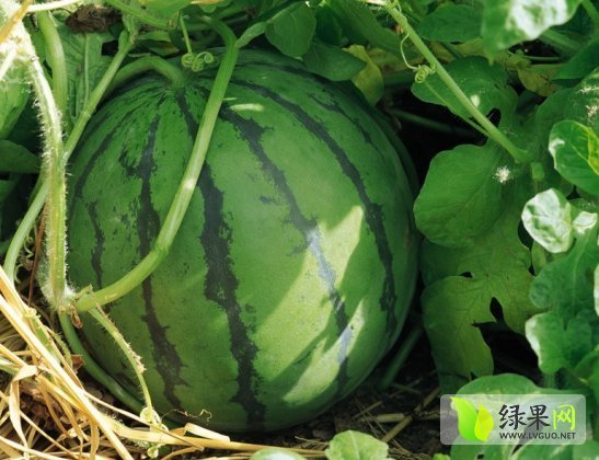 2018年河南夏邑8424西瓜价格