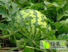 河南通许花皮有籽无籽西瓜便宜上市