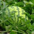 河南通许花皮有籽无籽西瓜便宜上市