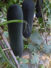山东郯城子弹头黑皮冬瓜 价格低，适合走市场