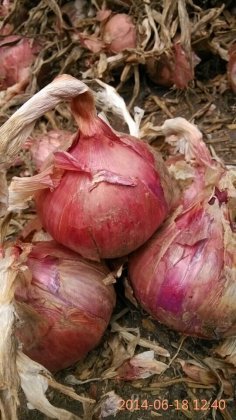 河南汝州红皮洋葱：纸坊乡陈宗杰