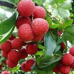 广东阳西上洋桂味