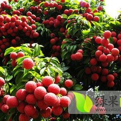 广东阳西玉荷包荔枝已经上市