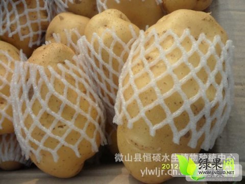 2014年山东平度荷兰十五价格