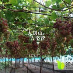 湖北黄冈蕲春新鲜葡萄提子大别山特产