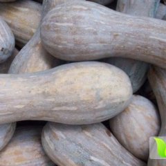 湖南岳阳君山早熟 王中王 质量好,货源充足