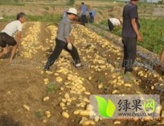 山东惠民诚信土豆、豆角蔬菜水果批发基地