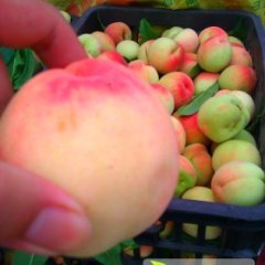 四川东坡毛桃成熟了 价格2元左右