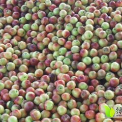 湖北曾都风光油桃货源多硬度好