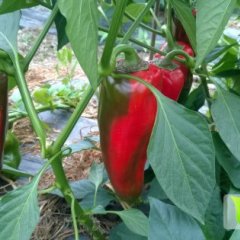 四川崇州甜椒：白头镇刘涛