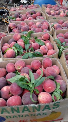 山东山亭春雪桃现在供不应求 价格稳定