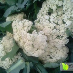 河北围场青梗三花菜 可随时看货 批发价格另议