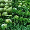 陕西大荔黄河滩万亩陆地西瓜大量上市