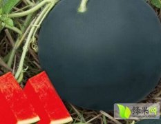 陕西蒲城黑皮无籽熟度8成以上 价格在0.8元/斤