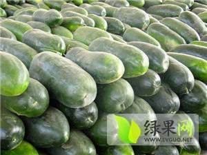 湖北大量供应冬瓜（国杰蔬菜信息服务部）