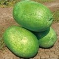 陕西黄河滩直播西瓜嫁接西瓜种植基地