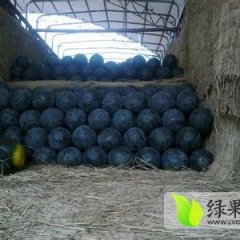 陕西黑皮无籽基地不断货量大从优