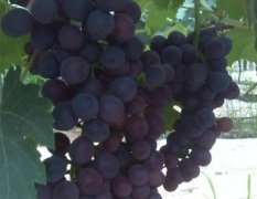 陕西大荔夏黑葡萄已经成熟