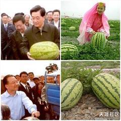 硒砂瓜价格
