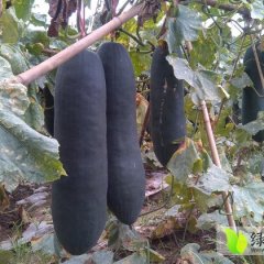 广西良庆大量铁冠军冬瓜待售 瓜形美，价格低