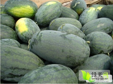 黑美人价格