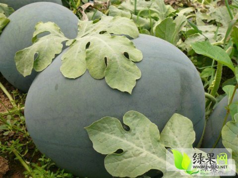 2014年山东泗水黑金刚价格