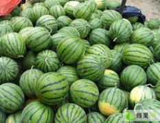大荔冠龙西瓜今天价格是8斤以上0.4元左右
