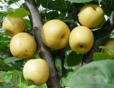 陕西大荔早酥梨开始上市了