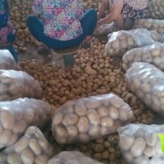 陕西华县克新一号／早大白土豆刚刚上市