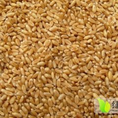 四川成华收购大量冬小麦