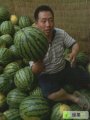安徽固镇8424西瓜产地批发 价格面议