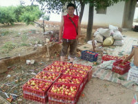 山西临猗曙光中油油桃2014年行情分析