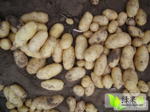 2014年山东平度荷兰十五价格