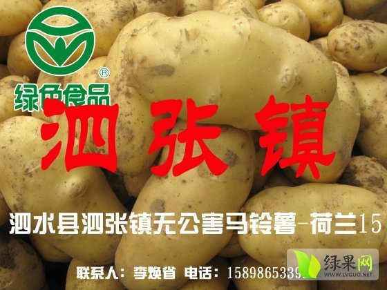 2014年山东泗水荷兰十五价格