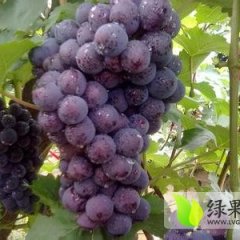 山东单县巨峰葡萄：李新庄王东海
