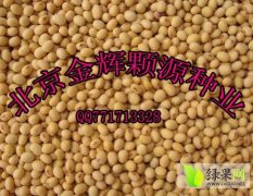 北京专业供应菏豆15号高发芽率大豆种子