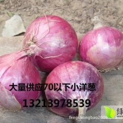 河南通许紫皮洋葱：云庄村、小云