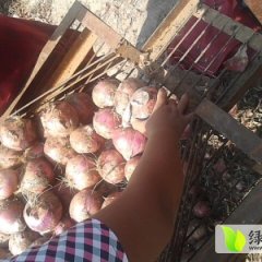 山东惠民圆葱代办：周曙光