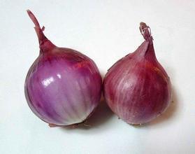 山东惠民紫皮洋葱 以质论价