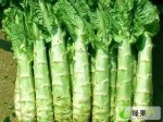 尖叶莴笋价格