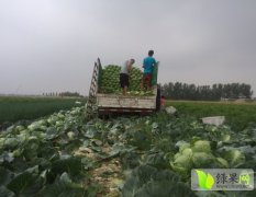 山东即墨中甘21甘蓝 量大上货快质量优