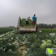 山东即墨中甘21甘蓝 量大上货快质量优