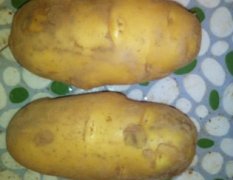 河南新野现在正是荷兰十五土豆上市高峰期