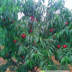 四川东坡中油4号：万胜任贵林