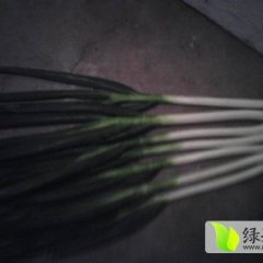 山东安丘铁杆大葱大量上市的季节