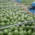 河南开封县京欣西瓜专业合作社