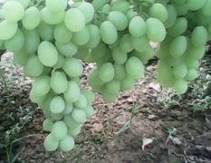 河北饶阳温室维多利亚葡萄大量上市