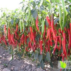 四川三台县二荆条青辣椒大量上市 价格电联