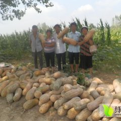 河南平顶山市稼铭蜜本南瓜：光明路秦先生